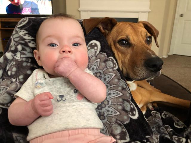 A baby, Kennedy Beck, with one of her family’s dogs A baby, Kennedy Beck, with one of her family’s dogs